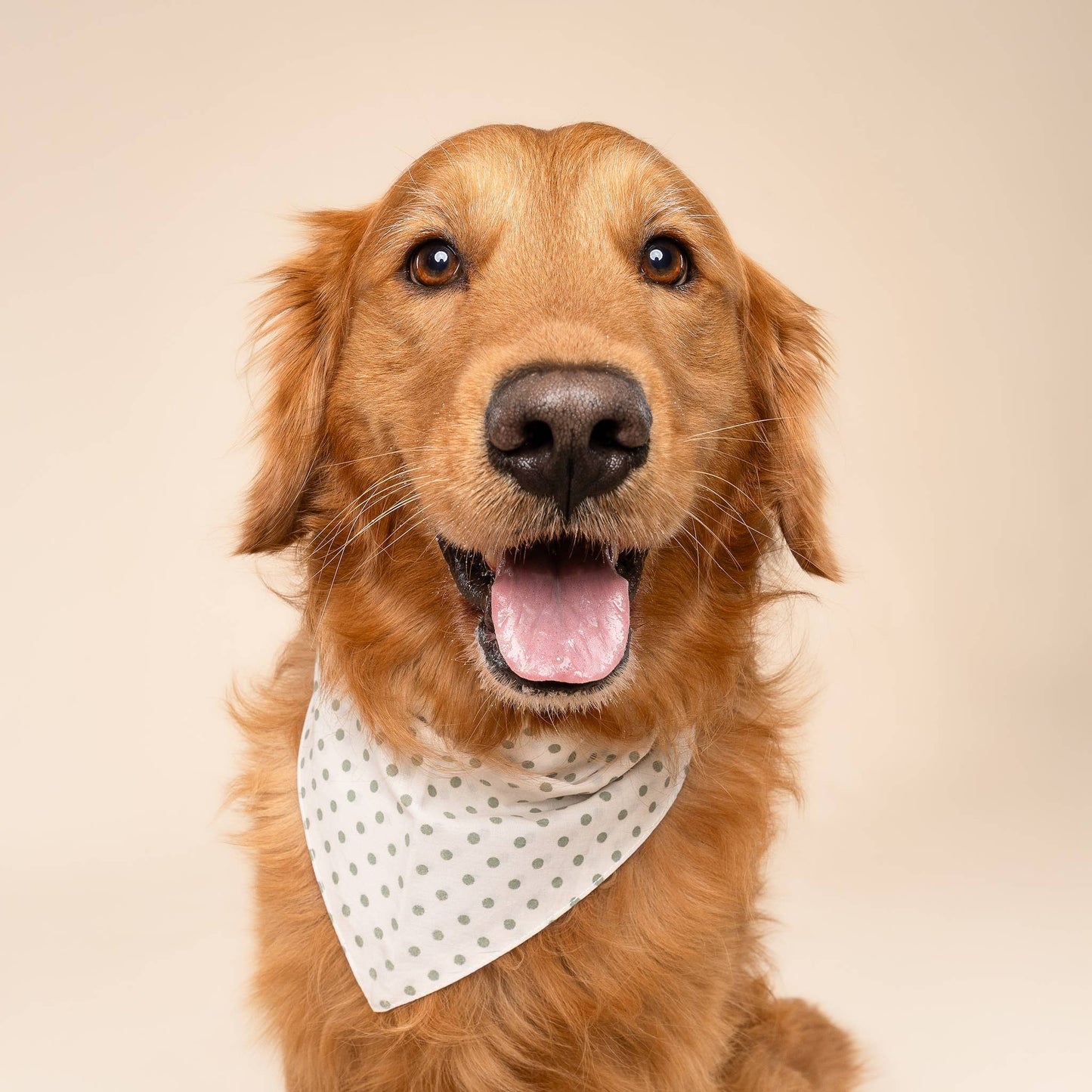 Bandana pour chien vert & blanc à pois - The Paws