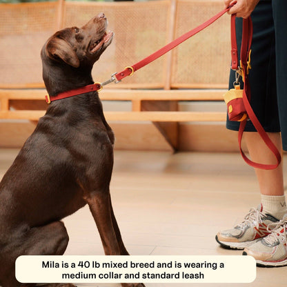 Le collier pour chien Fritz : Rouge & Rose