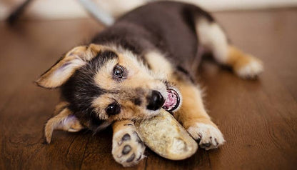 Sabots de bœuf pour chien