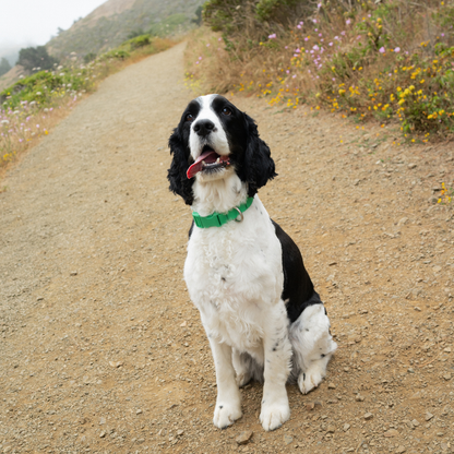 Collier pour chien imperméable - Lilas - Springerland Pets