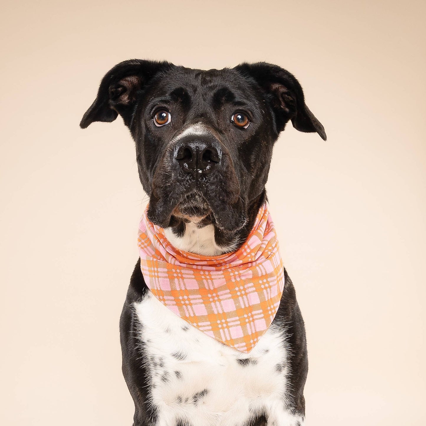 Bandana pour chien Stevie -  The Paws