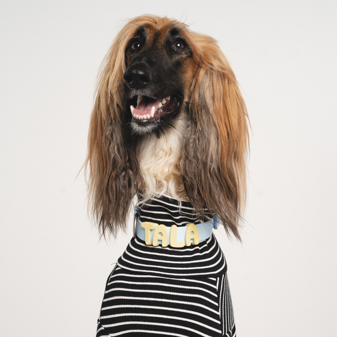 Charms pour chiens en silicone -  Bleu Ciel - Springerland Pets