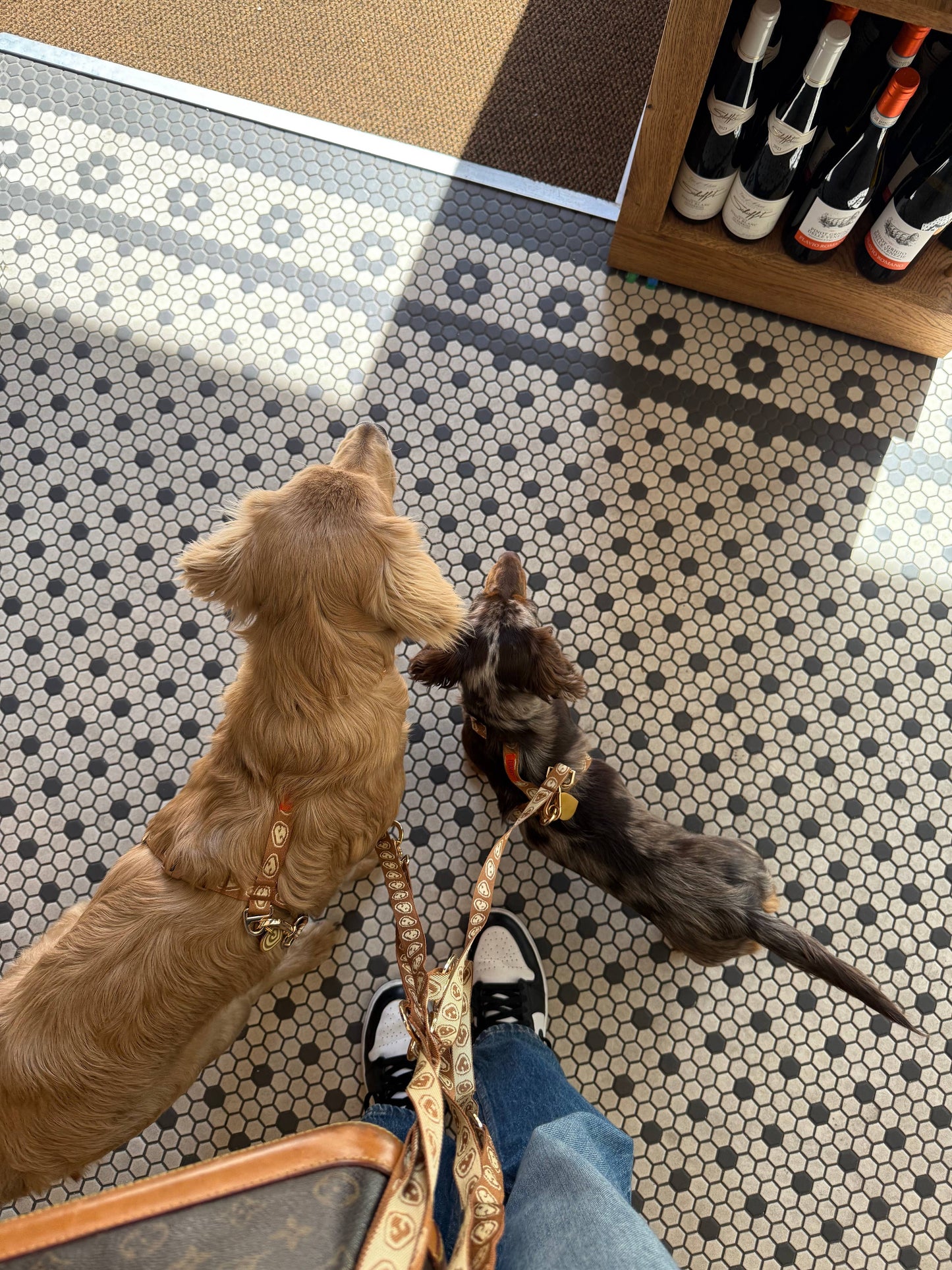 Collier pour chien beige - Furmey