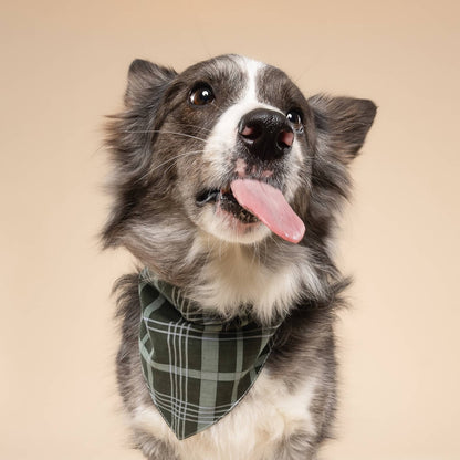 Bandana pour chien - tartan Vert - The Paws