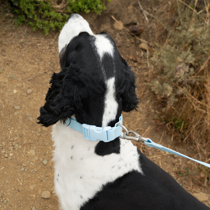 Collier pour chien imperméable - Lilas - Springerland Pets