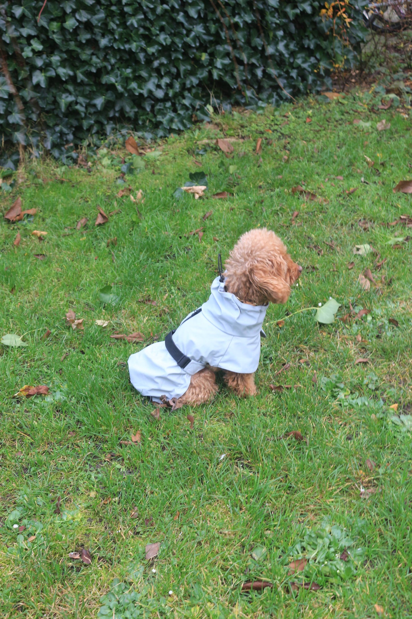 Imperméable pour chien gris clair - Tadazhi