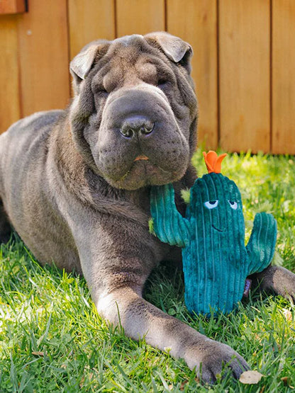 Peluche pour chien Blooming Buddies - Cactus - Pet PLAY