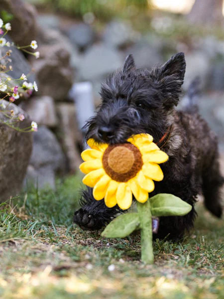Peluche pour chien Blooming Buddies - Tournesol - Pet PLAY