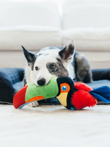 Jouet en peluche pour chien - Fetching Flock - Toucan - Pet PLAY